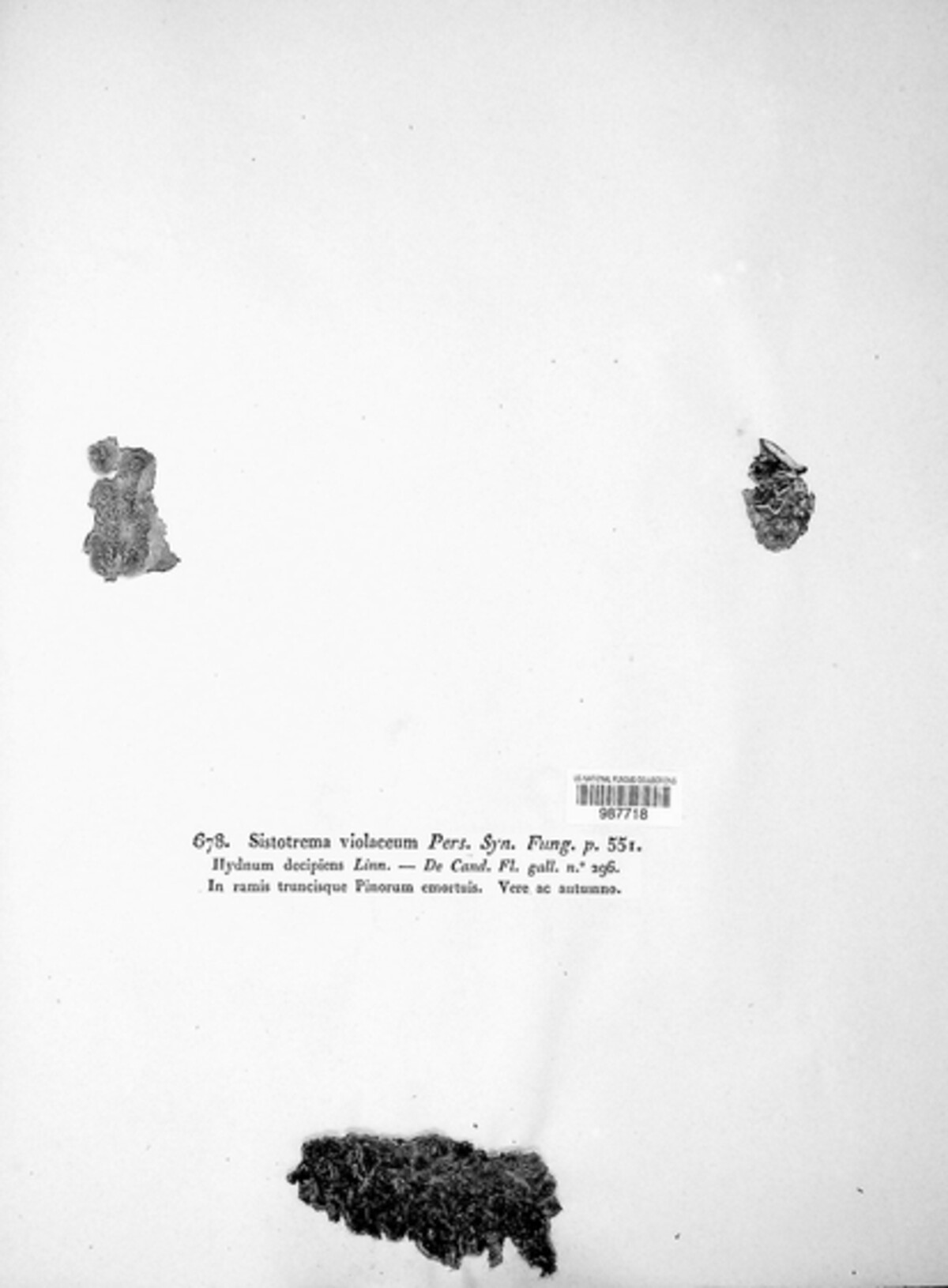 Trichaptum fuscoviolaceum image